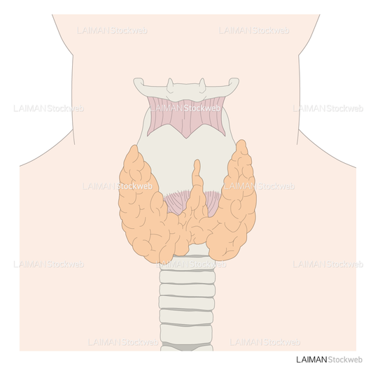 甲状腺