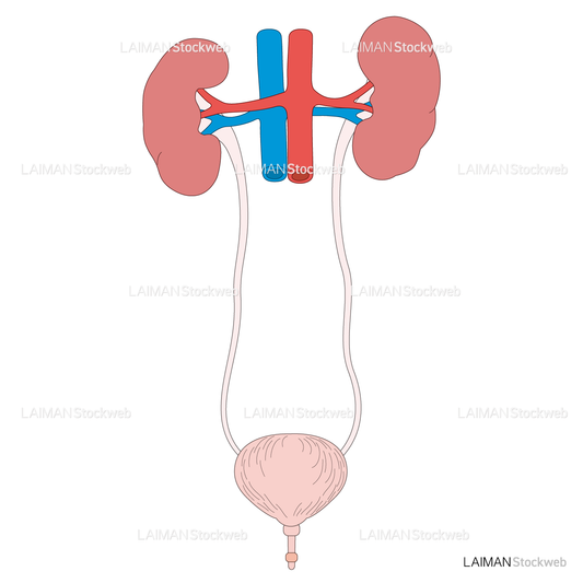 腎臓・泌尿器