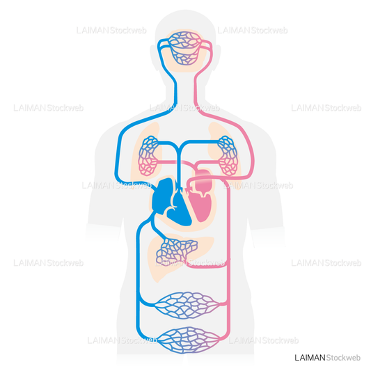 体循環と肺循環
