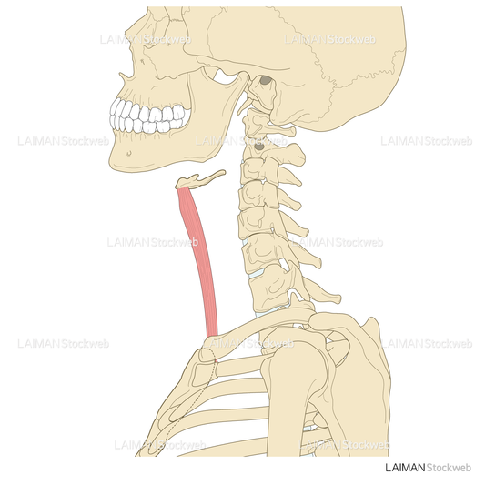 胸骨舌骨筋