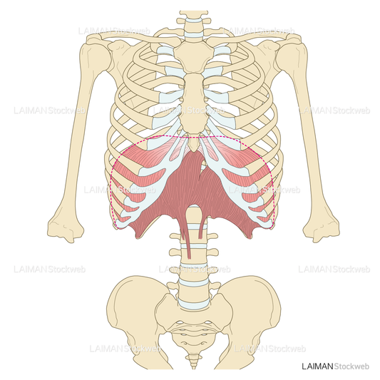 横隔膜