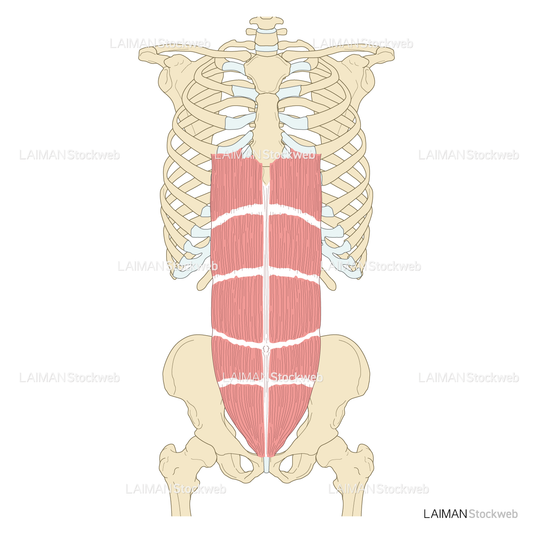 腹直筋