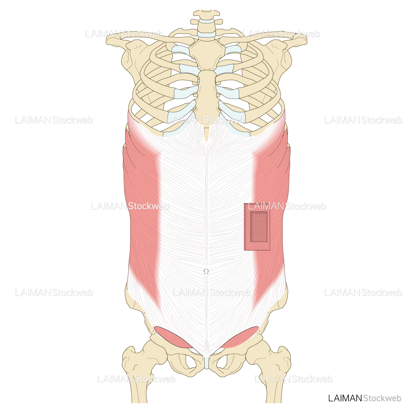 外・内腹斜筋、腹横筋