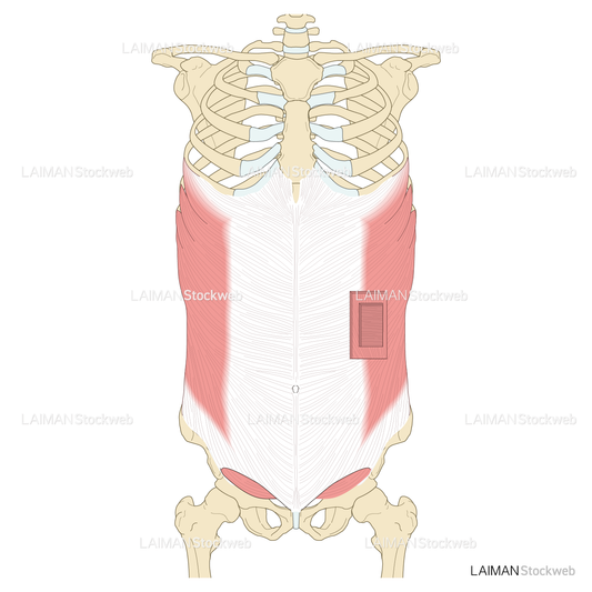 外・内腹斜筋、腹横筋