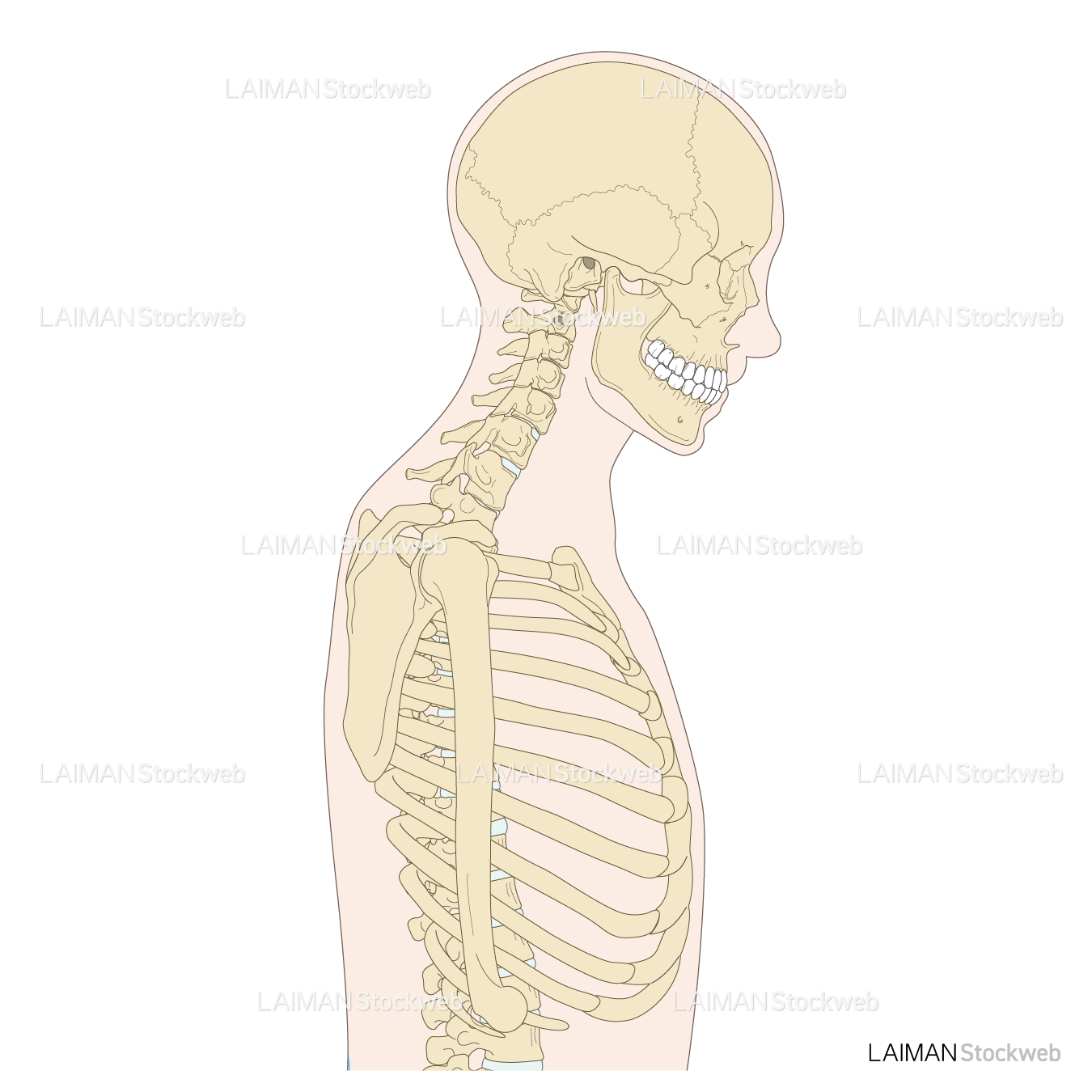 体幹側面の骨格、頸を前傾