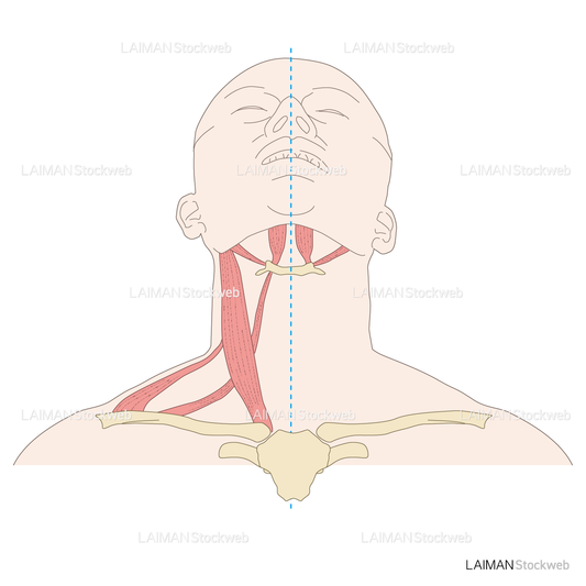 頸部における三角