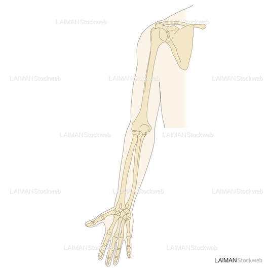 上肢後面の骨
