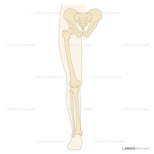 下肢前面の骨