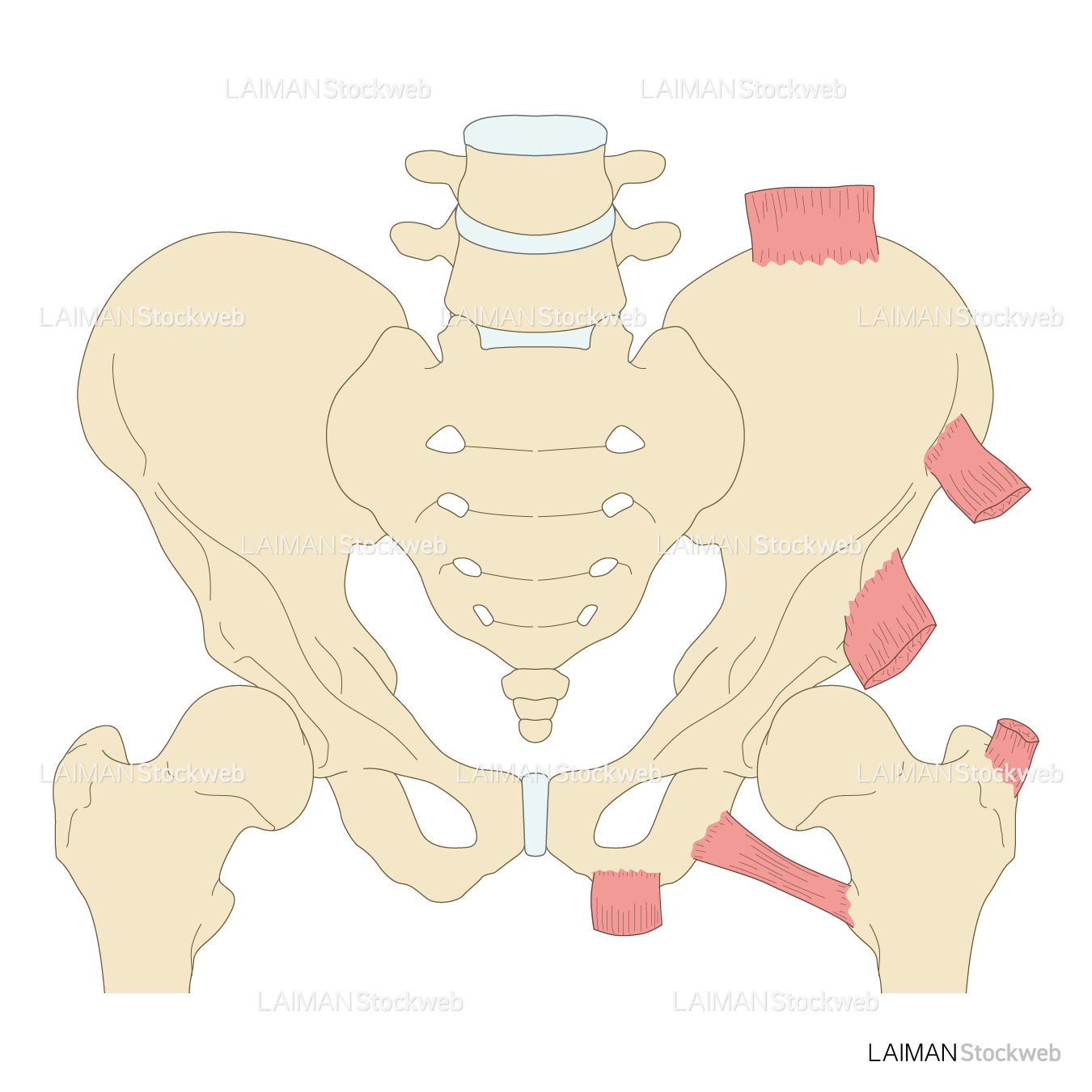 骨盤・股関節周辺の骨端と付着筋