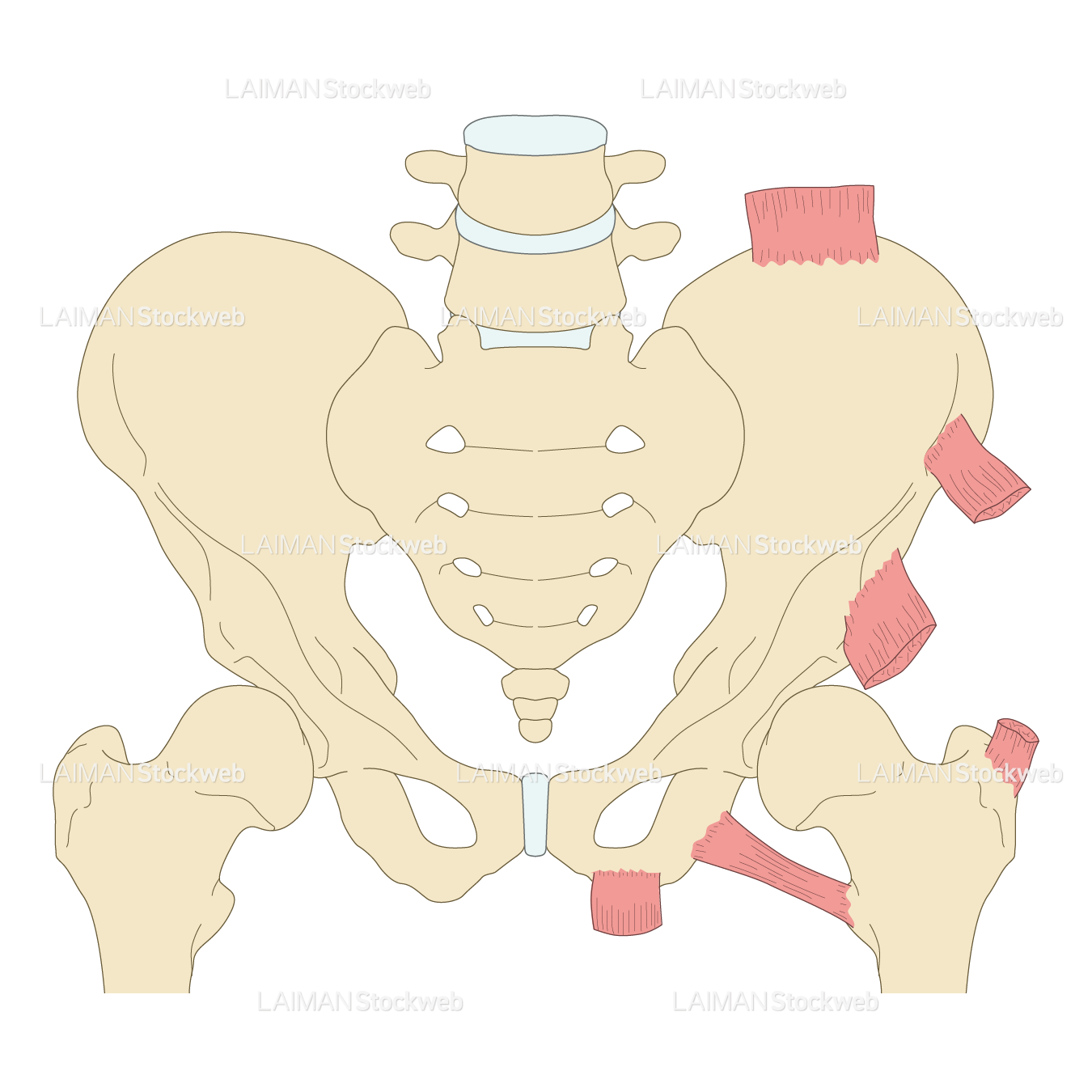 骨盤・股関節周辺の骨端と付着筋