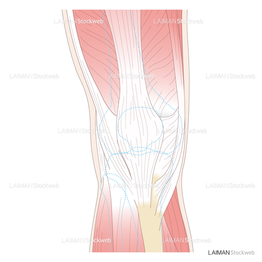 膝関節 前面