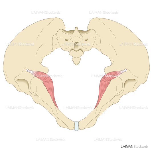 骨盤（底面）