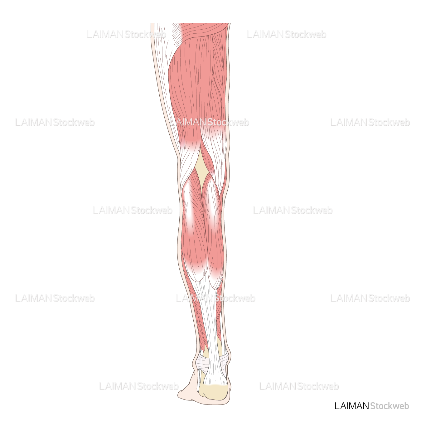 下肢の筋
