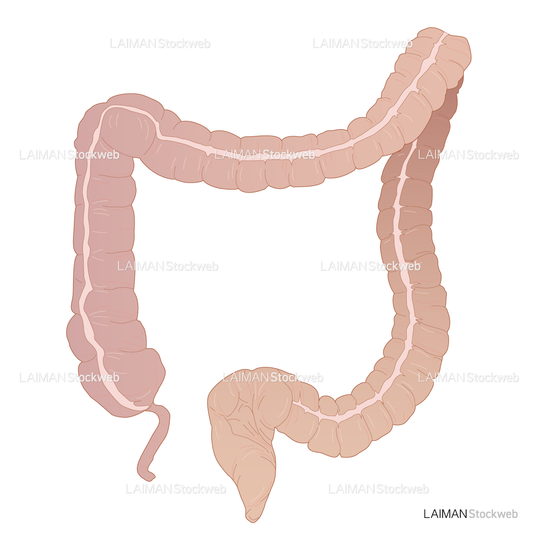 大腸図
