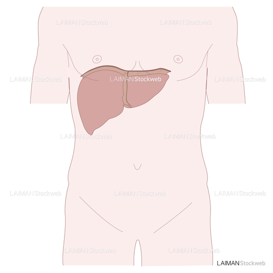 肝臓の位置図
