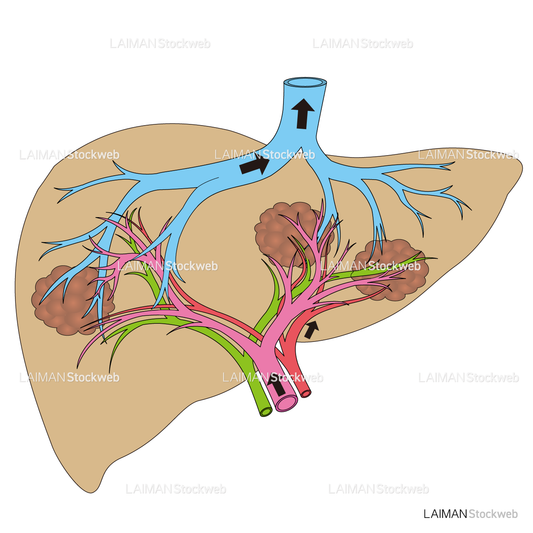 肝臓の血管模式図