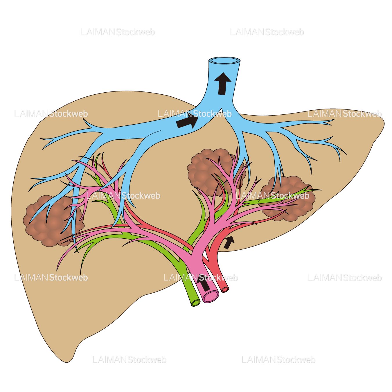 肝臓の血管模式図