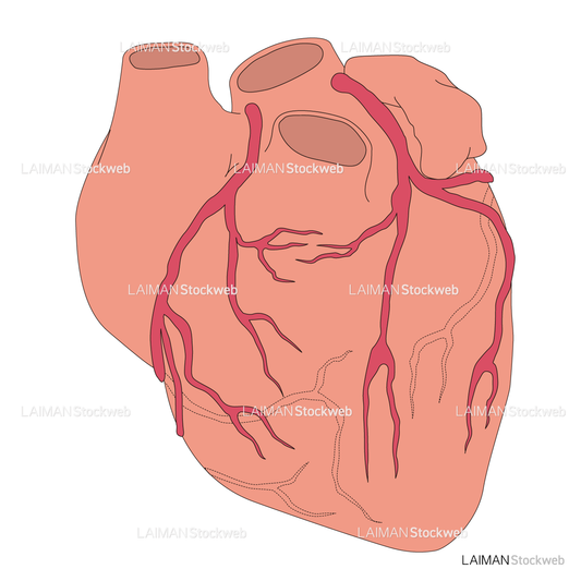 冠動脈