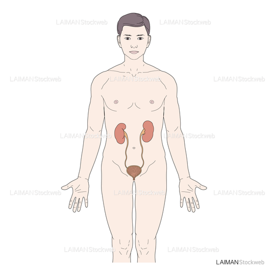 腎臓・尿道・膀胱の位置