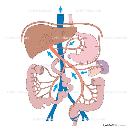 肝臓の血流：門脈