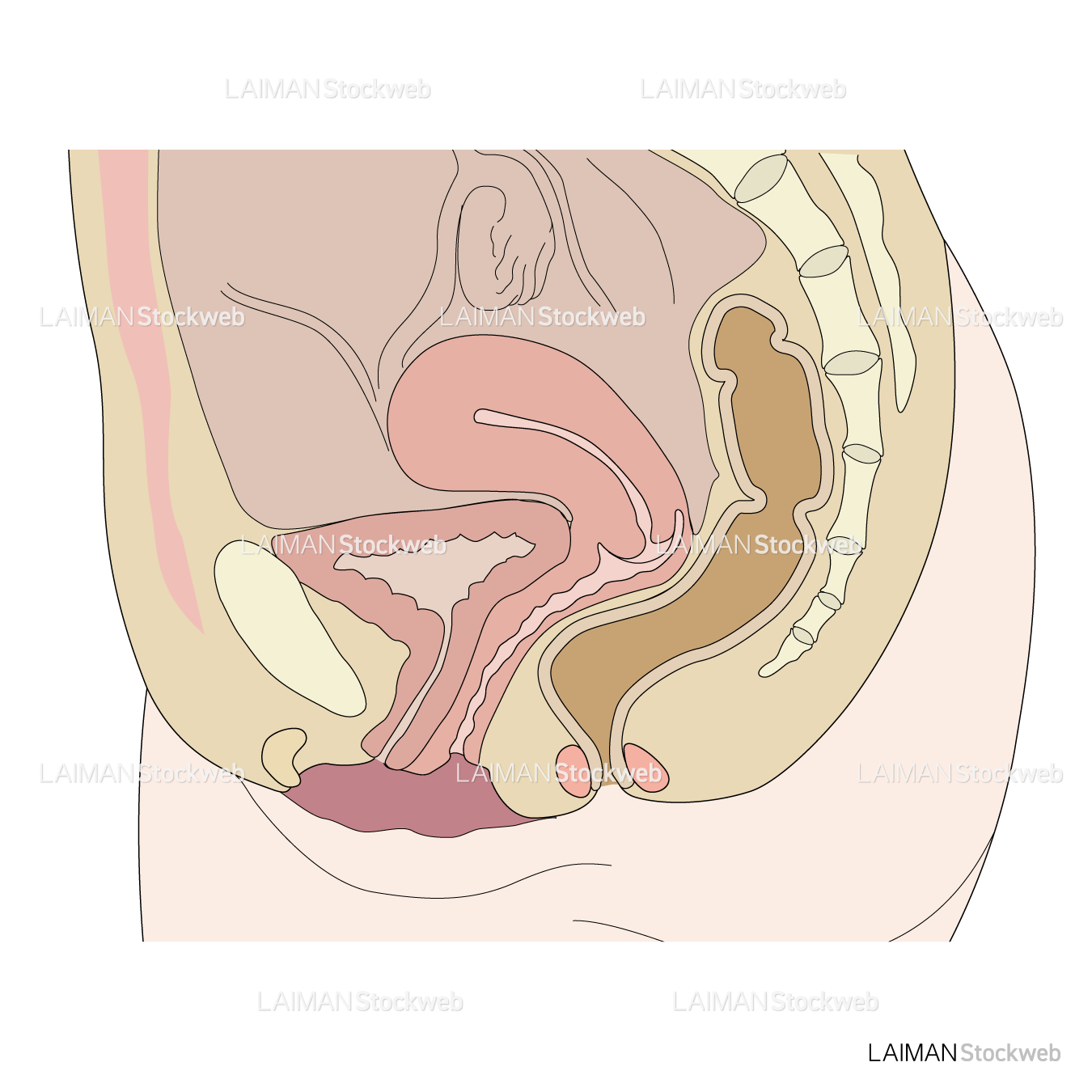 女性腰部側断面