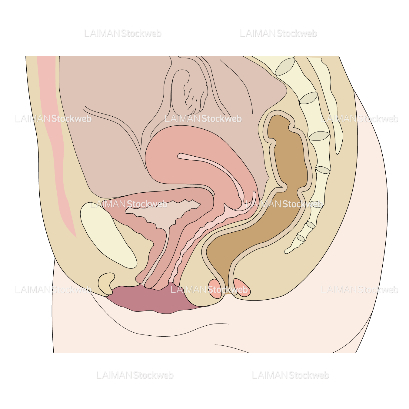 女性腰部側断面