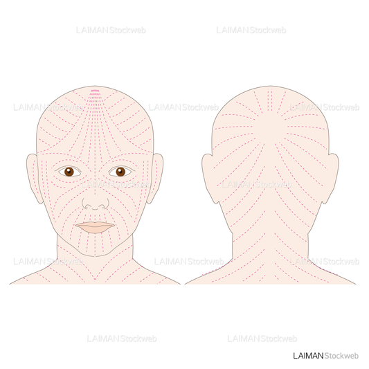 頭部の皮膚割線方向