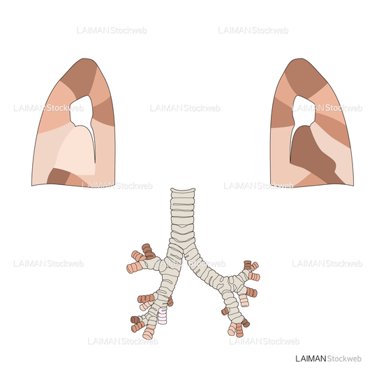 肺の区分