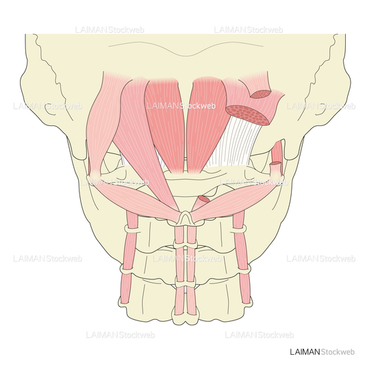 顎を支えるさまざまな筋