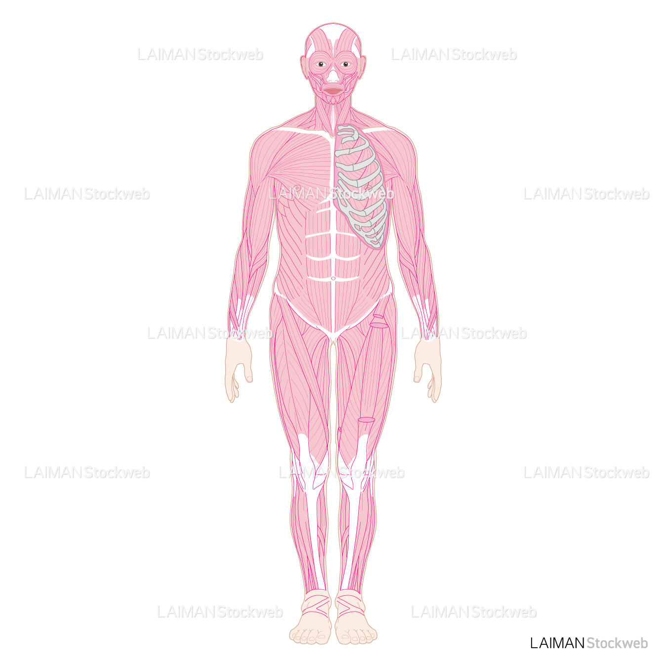 全身の筋（前面）