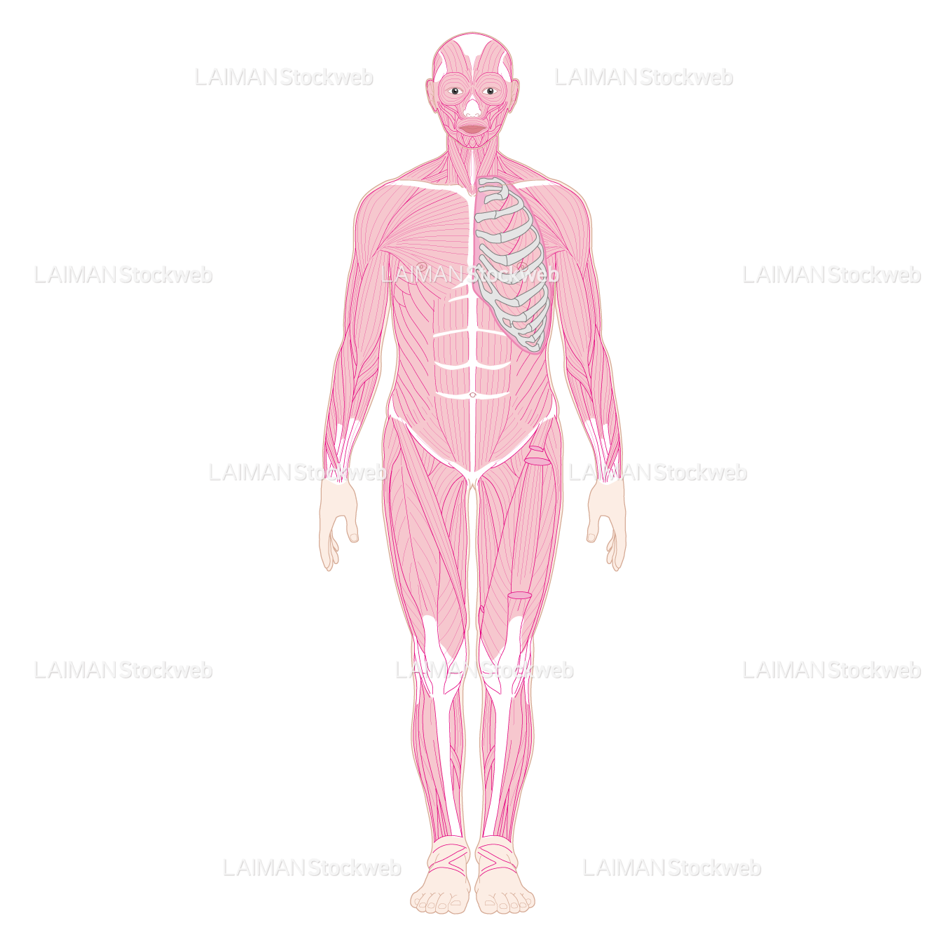 全身の筋（前面）