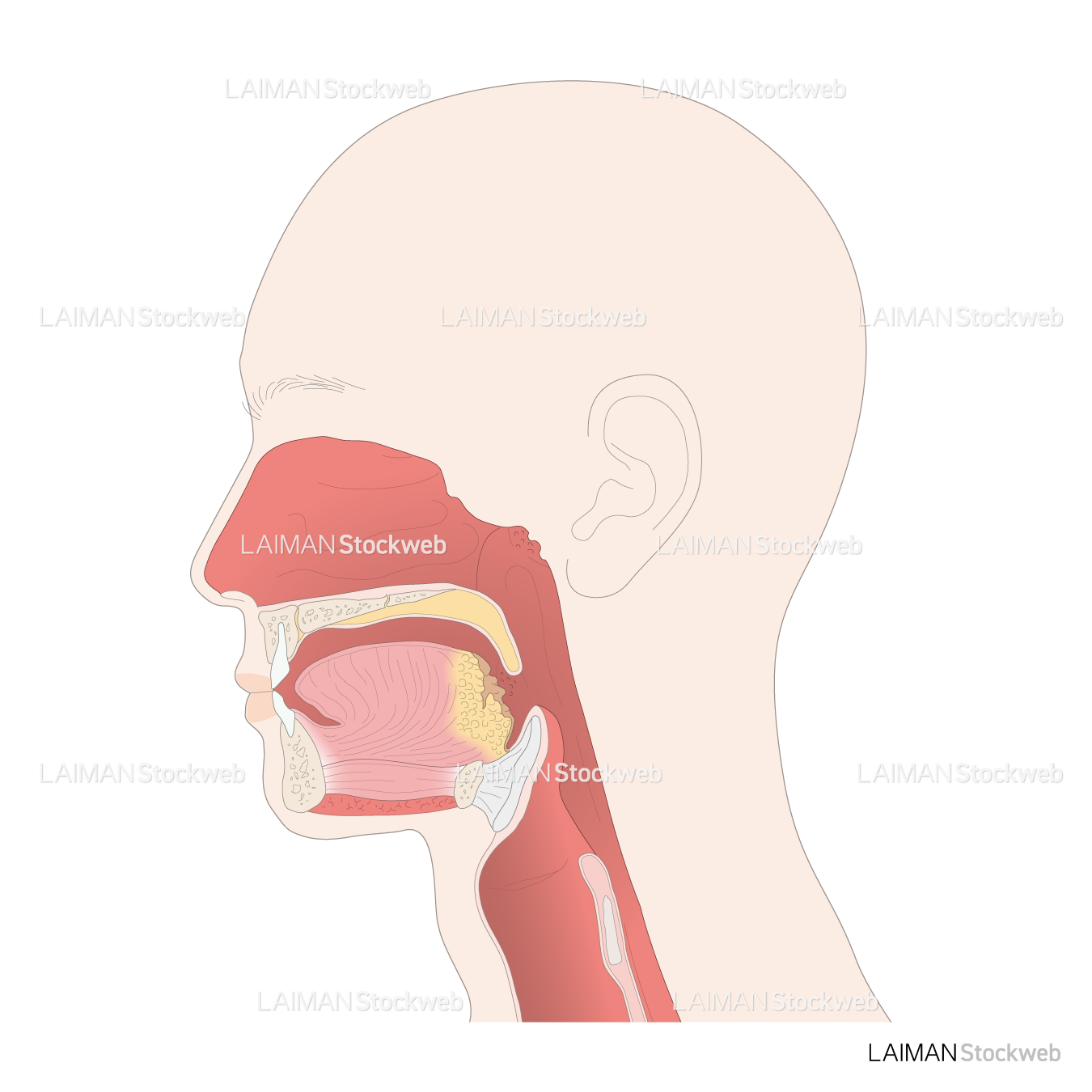 牛扁桃位置 – 咽頭扁桃腺 画像 : 雄牛と牝牛-イラスト付アトラス : 正常解剖学 – KQQHTA