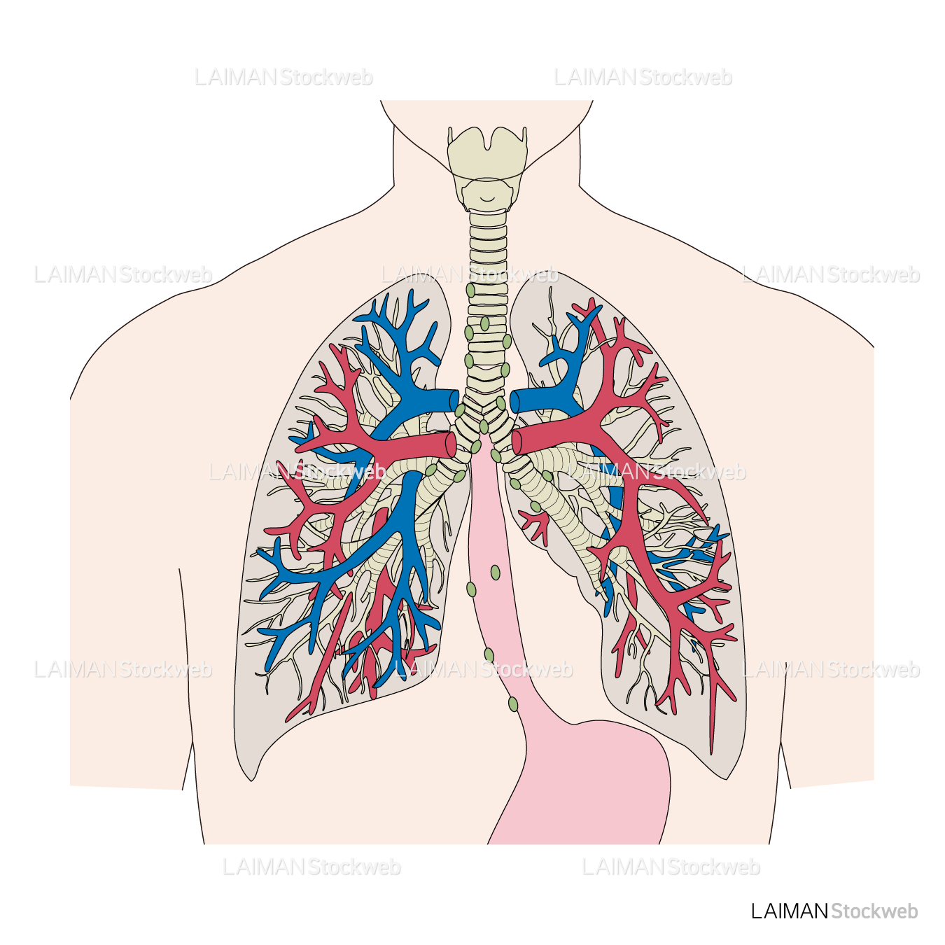 肺の構造(血管・リンパ節)