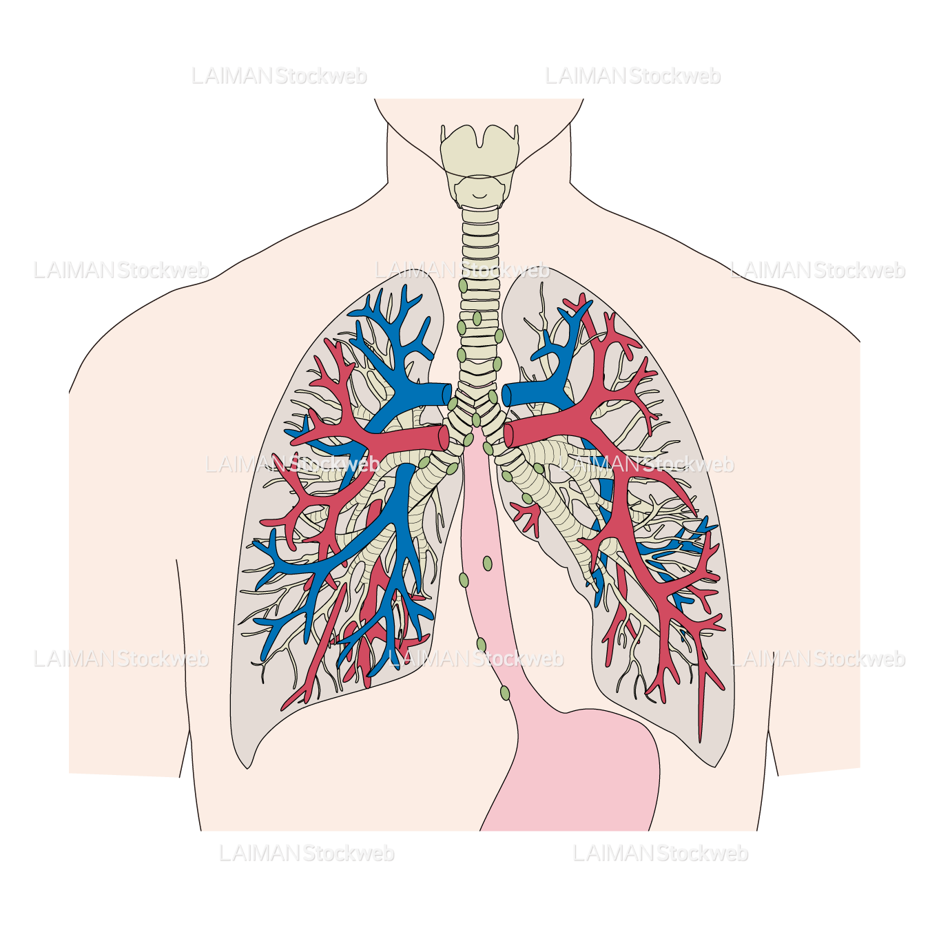 肺の構造(血管・リンパ節)
