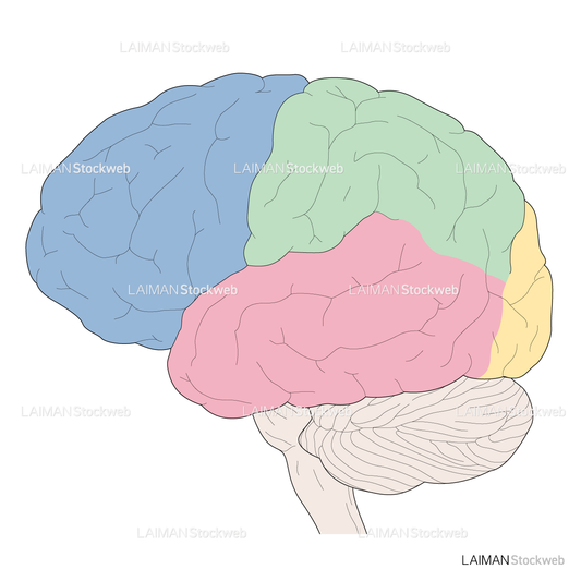 脳区分（外側）