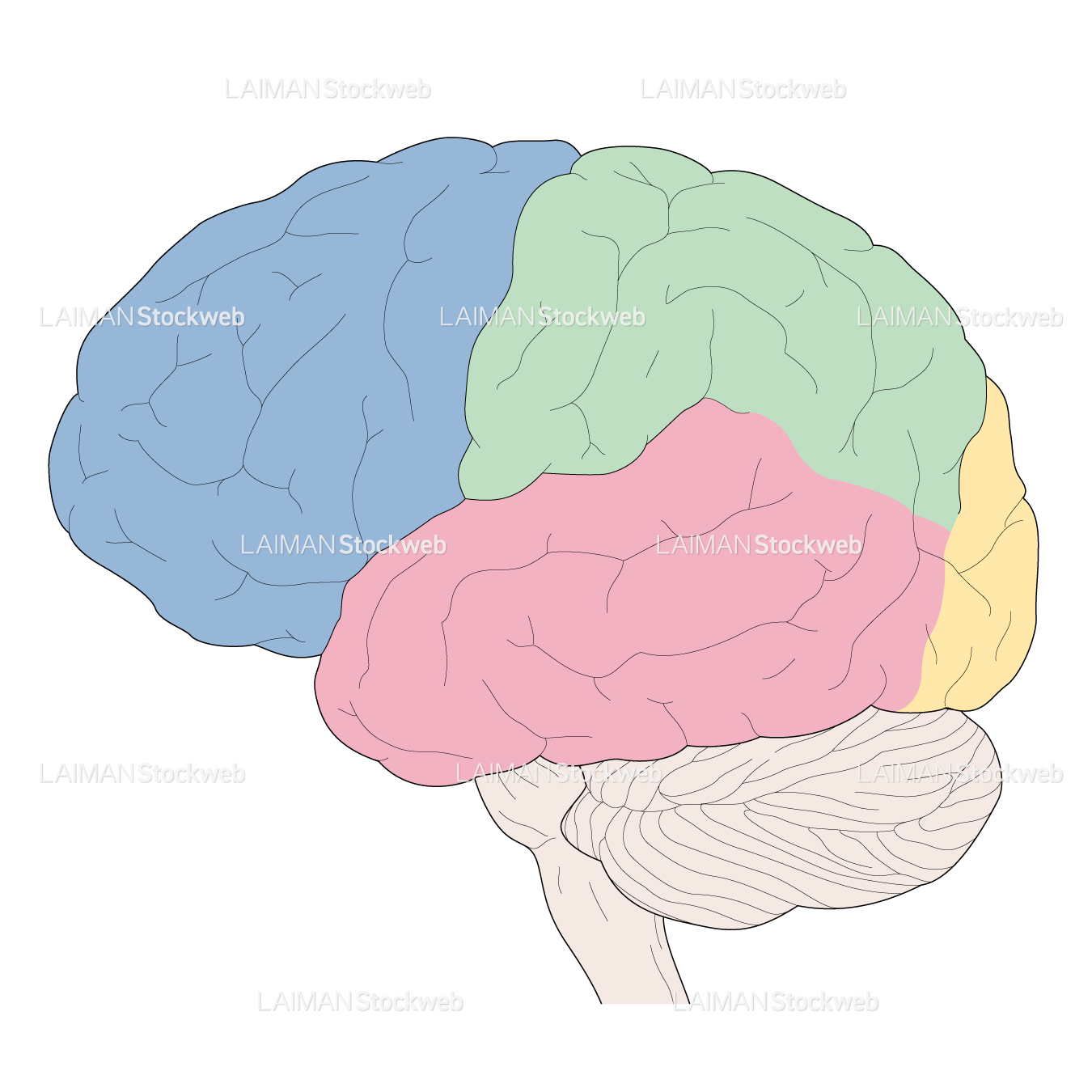 脳区分（外側）