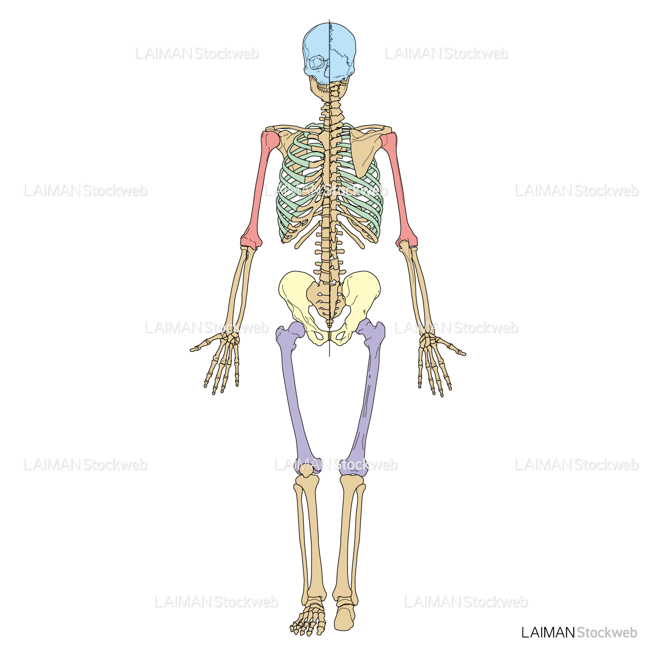 骨格全身（前後面）