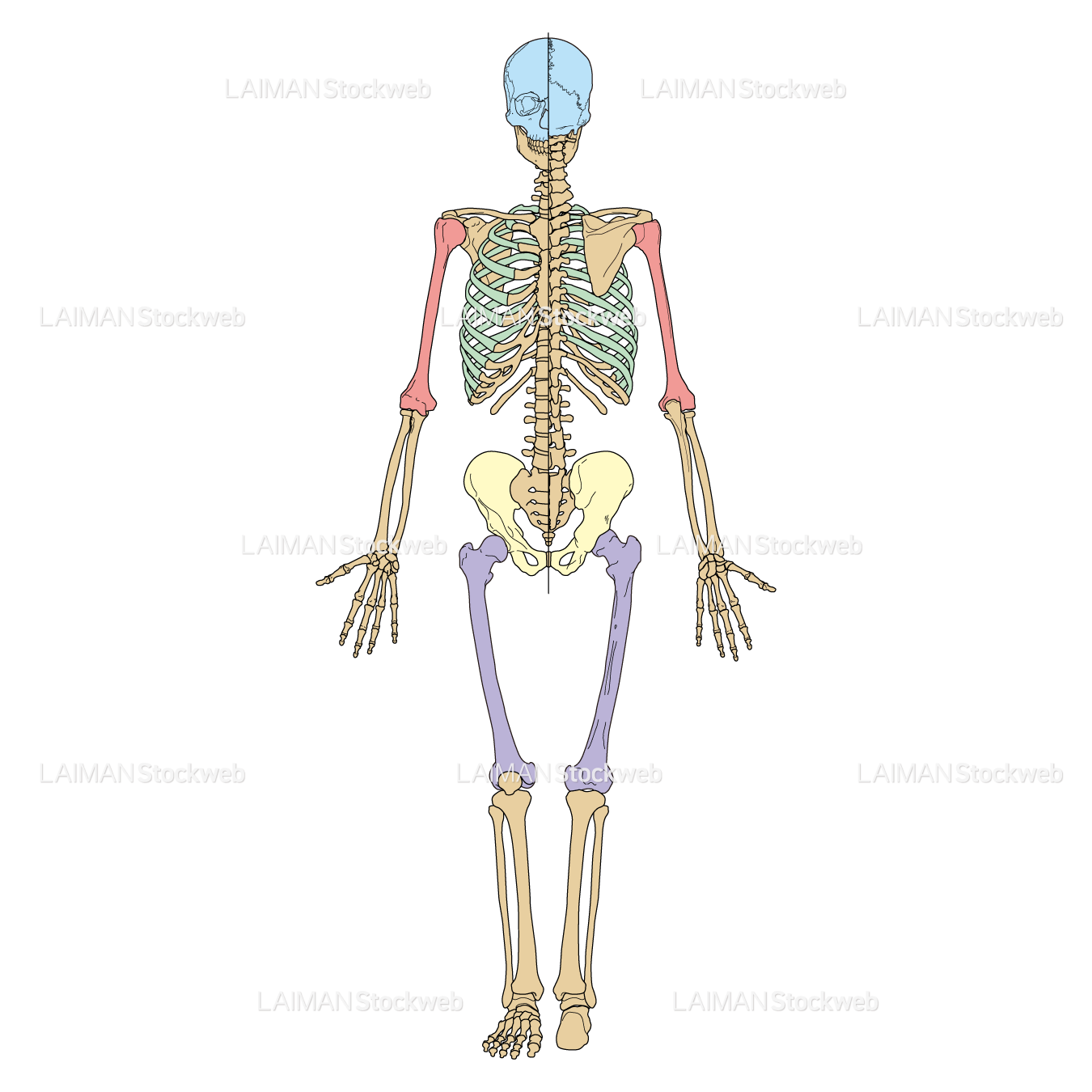 骨格全身（前後面）