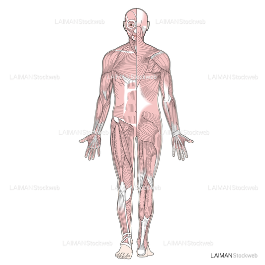 筋肉全身（前後面）