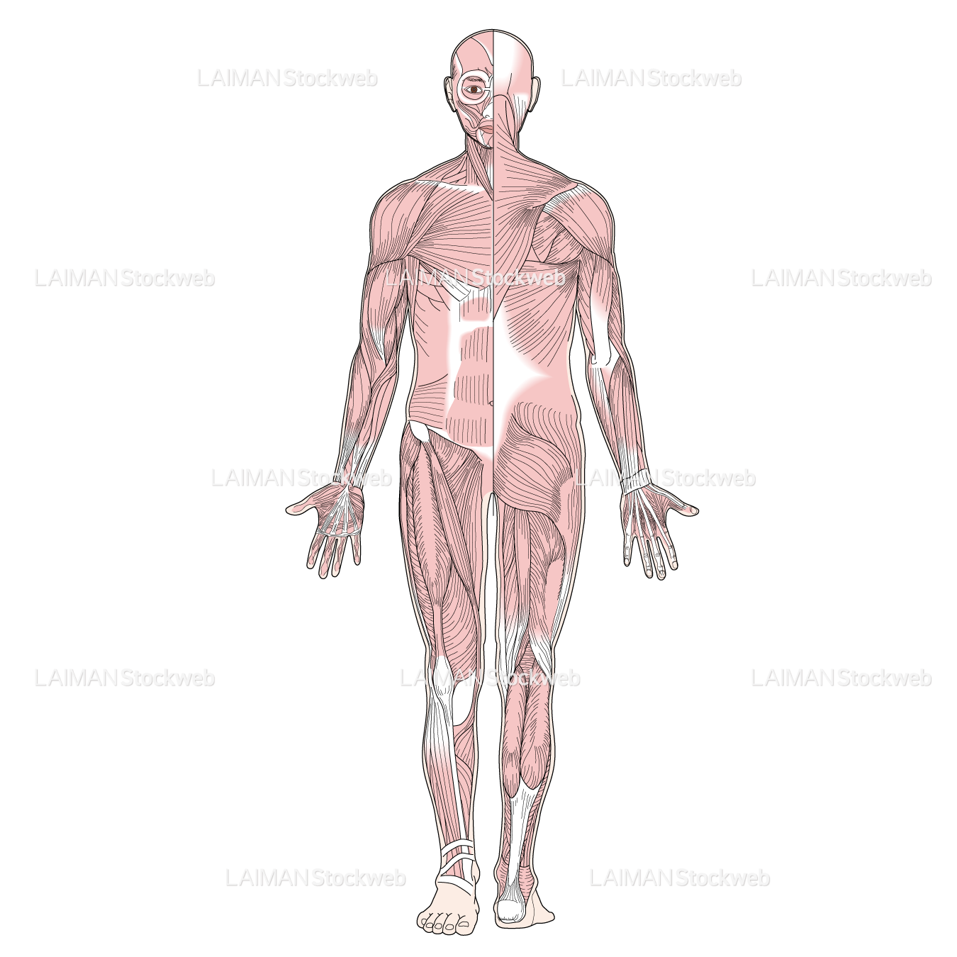 筋肉全身（前後面）