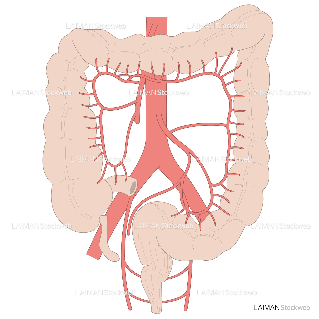 大腸の血管