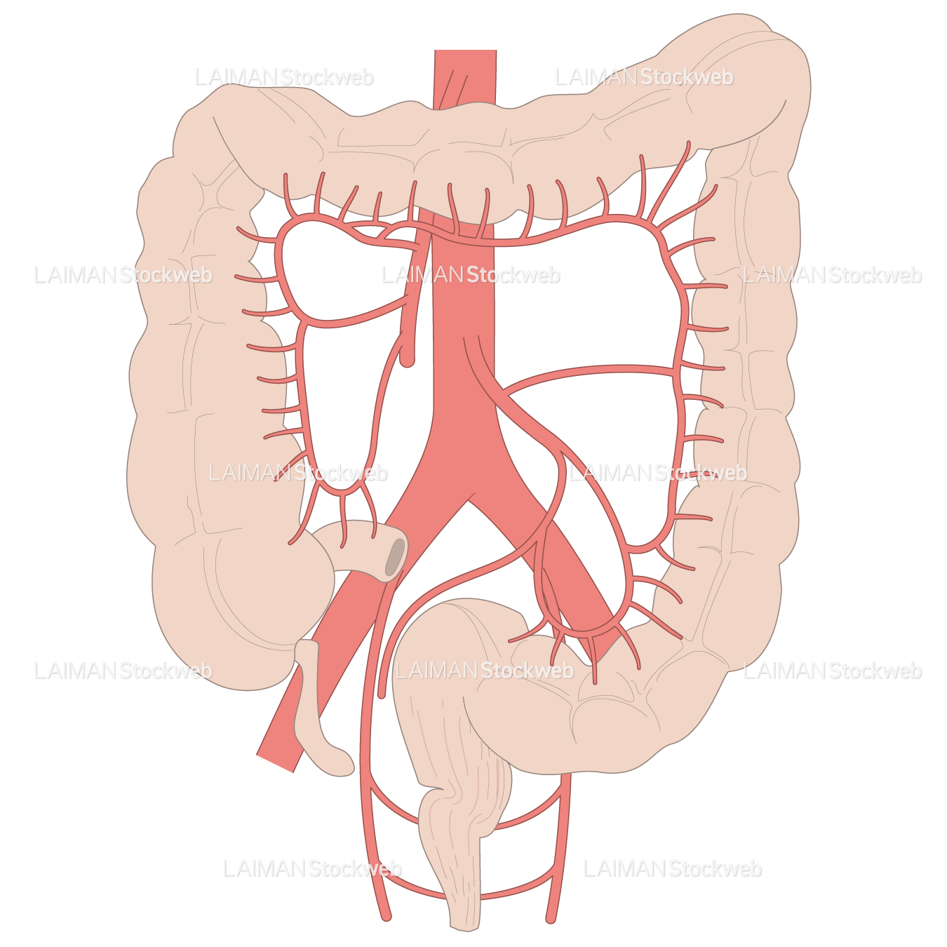 大腸の血管