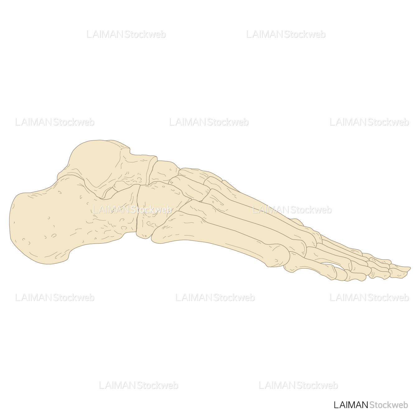 足部骨格(右足･外側面）