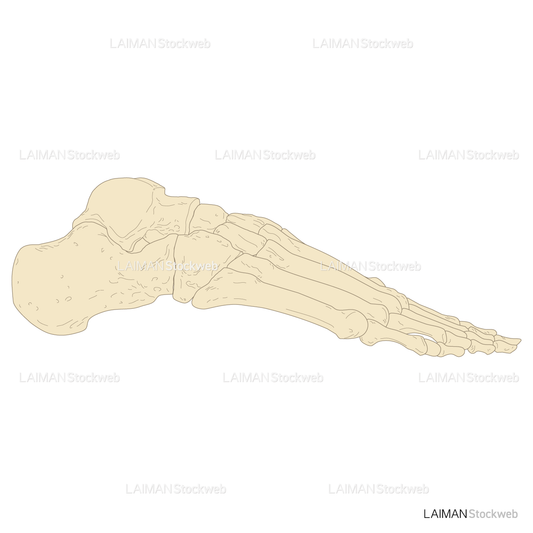 足部骨格(右足･外側面）