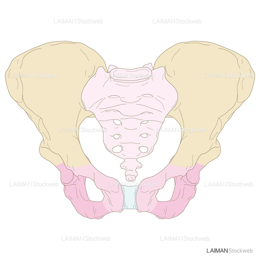 骨盤（女性）