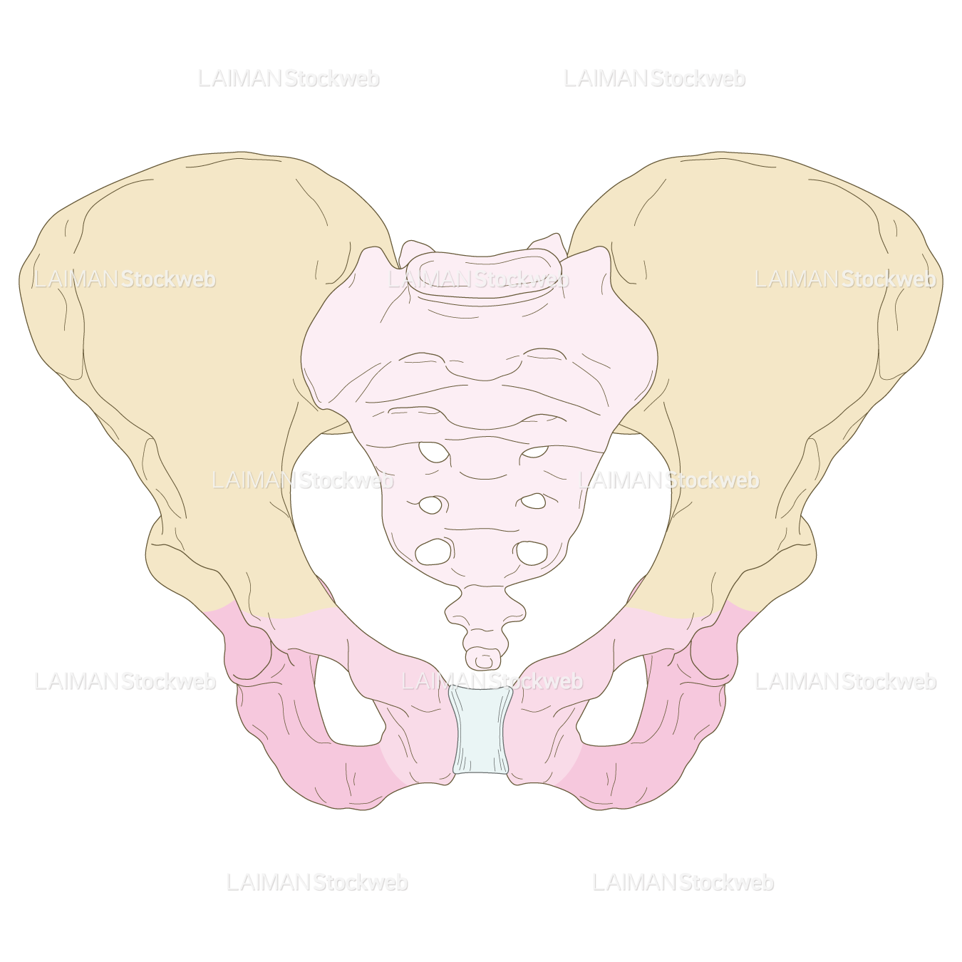 骨盤（女性）