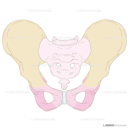 骨盤（男性）