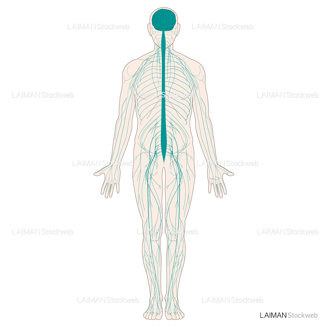 全身の神経