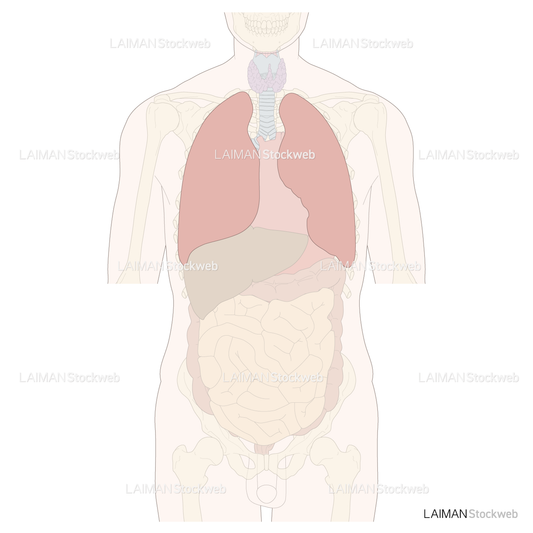 内臓（肺）