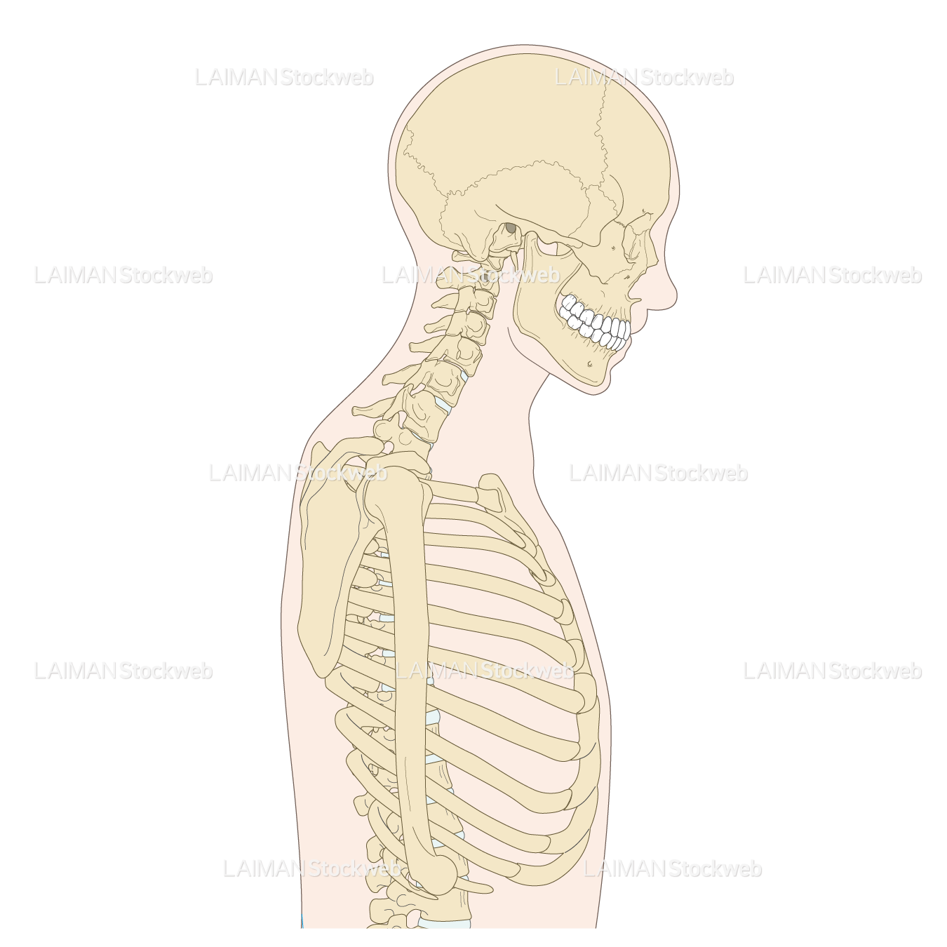 体幹側面の骨格、頸を前傾
